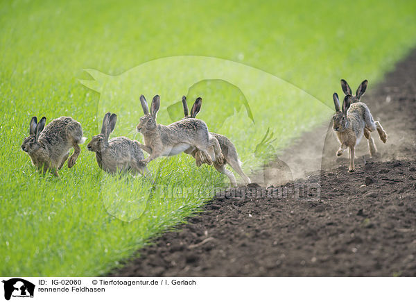 rennende Feldhasen / running Brown Hares / IG-02060