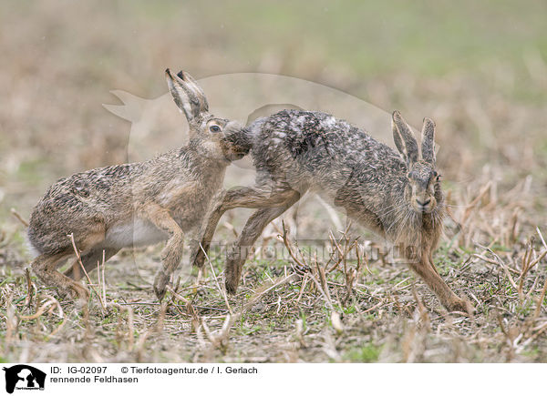 rennende Feldhasen / running Brown Hares / IG-02097