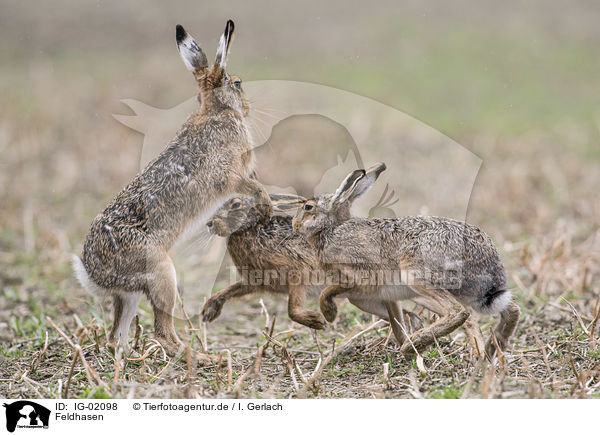 Feldhasen / Brown Hares / IG-02098