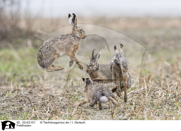Feldhasen / Brown Hares / IG-02101