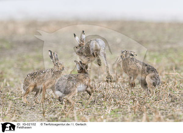 Feldhasen / Brown Hares / IG-02102