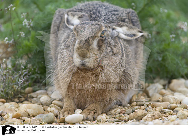 sitzender Feldhase / sitting Brown Hare / IG-02142