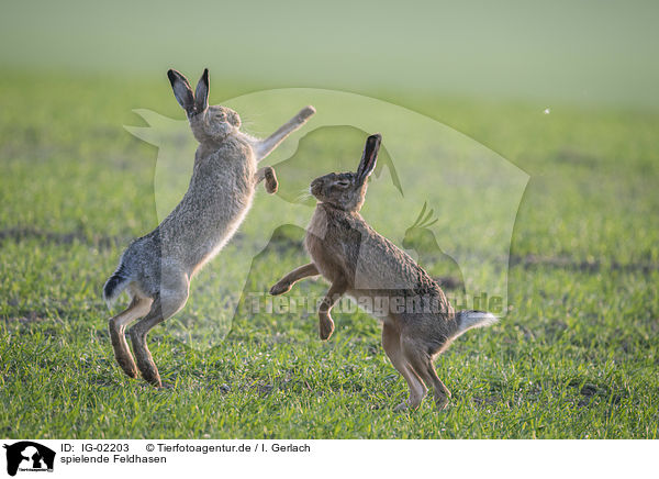 spielende Feldhasen / playing Brown Hares / IG-02203