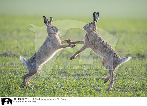 spielende Feldhasen / playing Brown Hares / IG-02211