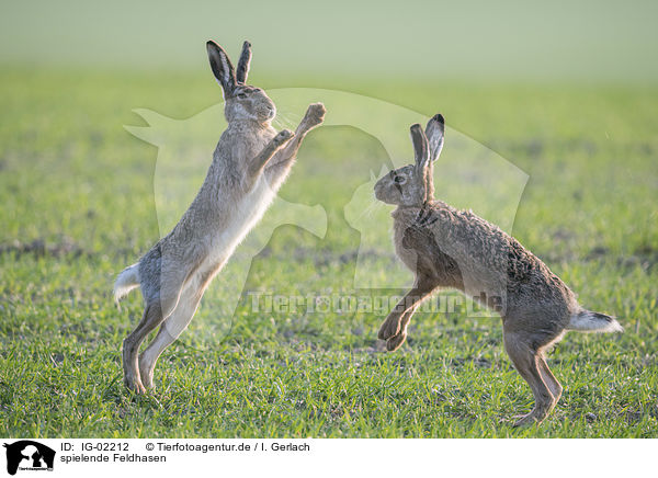 spielende Feldhasen / playing Brown Hares / IG-02212