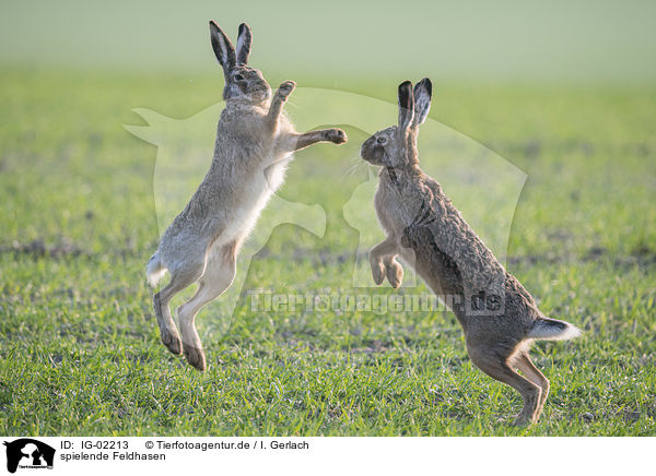 spielende Feldhasen / playing Brown Hares / IG-02213