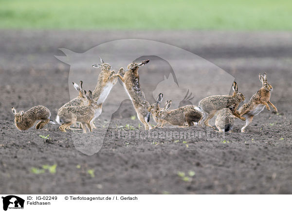 Feldhasen / Brown Hares / IG-02249