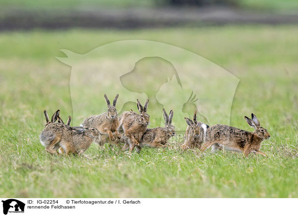 rennende Feldhasen / IG-02254