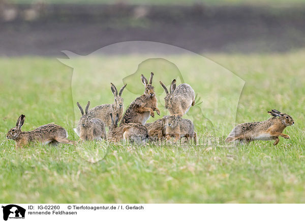 rennende Feldhasen / running Brown Hares / IG-02260
