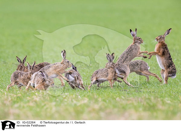 rennende Feldhasen / IG-02264