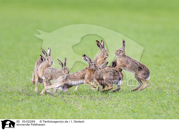 rennende Feldhasen / running Brown Hares / IG-02269