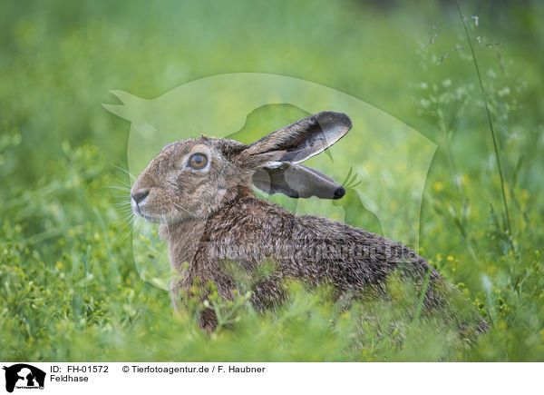 Feldhase / Brown Hare / FH-01572
