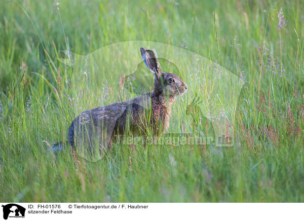 sitzender Feldhase / sitting Brown Hare / FH-01576