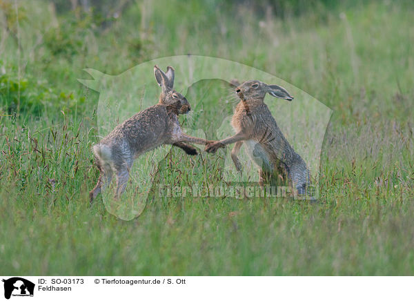 Feldhasen / brown hares / SO-03173