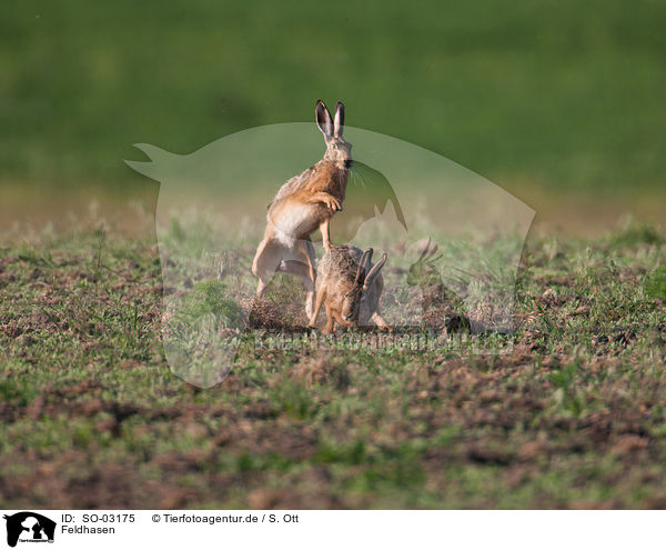 Feldhasen / brown hares / SO-03175