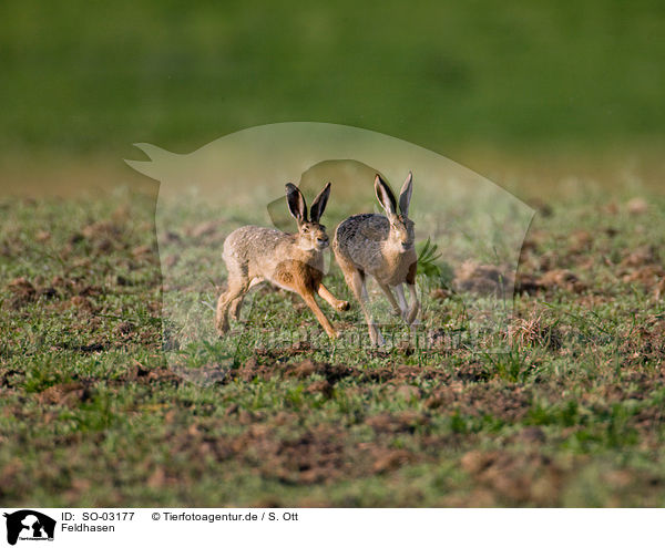 Feldhasen / brown hares / SO-03177