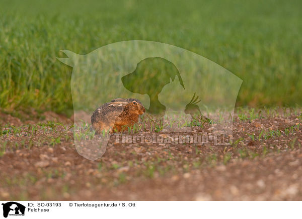 Feldhase / brown hare / SO-03193