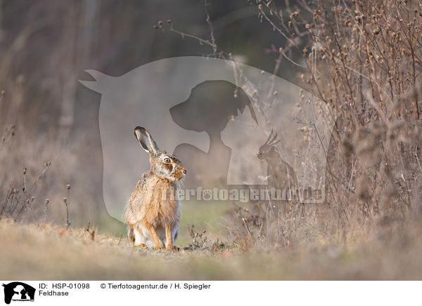 Feldhase / brown hare / HSP-01098