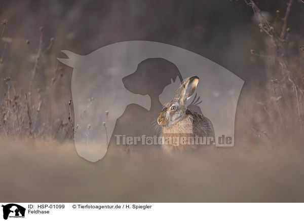 Feldhase / brown hare / HSP-01099