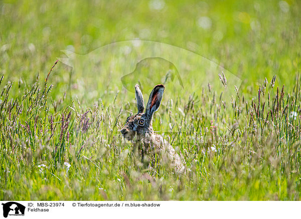 Feldhase / brown hare / MBS-23974