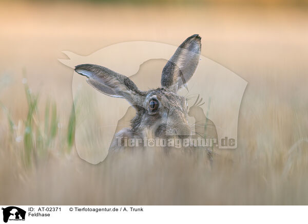 Feldhase / brown hare / AT-02371