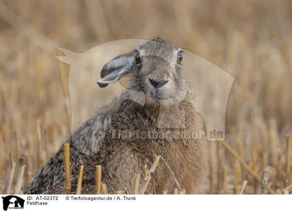 Feldhase / brown hare / AT-02372