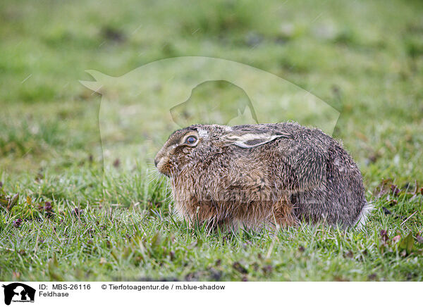 Feldhase / European brown hare / MBS-26116