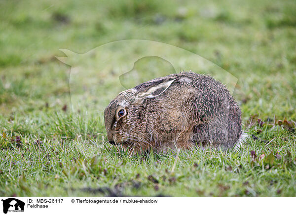 Feldhase / European brown hare / MBS-26117