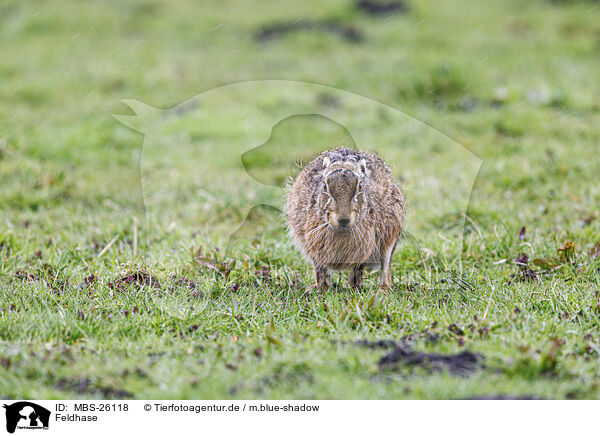 Feldhase / European brown hare / MBS-26118