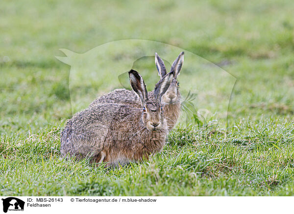 Feldhasen / European brown hares / MBS-26143