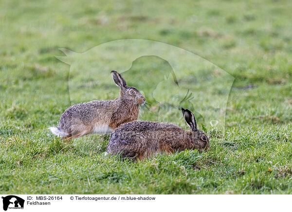 Feldhasen / European brown hares / MBS-26164