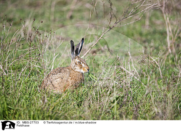 Feldhase / European brown hare / MBS-27703