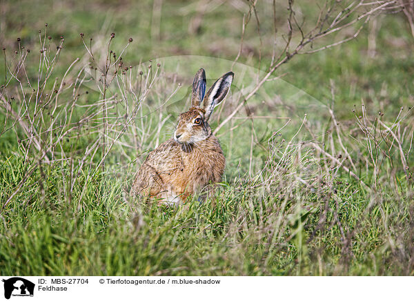 Feldhase / European brown hare / MBS-27704