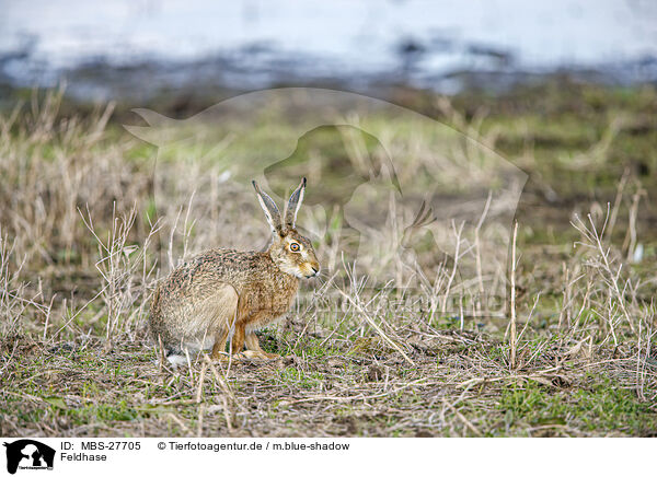 Feldhase / European brown hare / MBS-27705