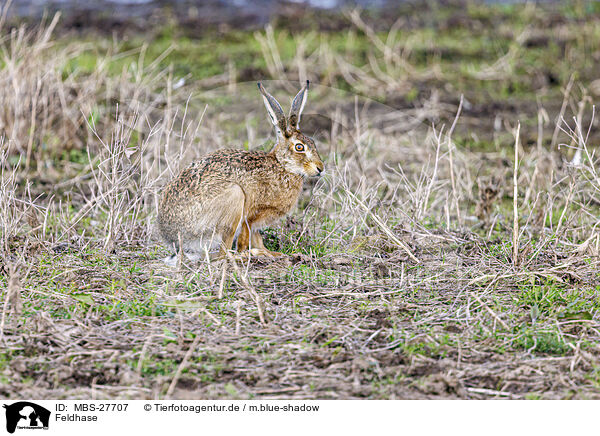Feldhase / European brown hare / MBS-27707