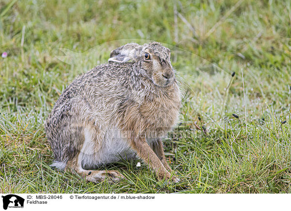 Feldhase / MBS-28046
