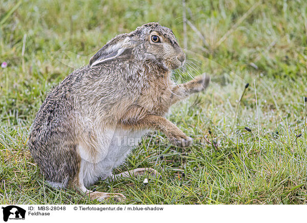 Feldhase / European brown hare / MBS-28048