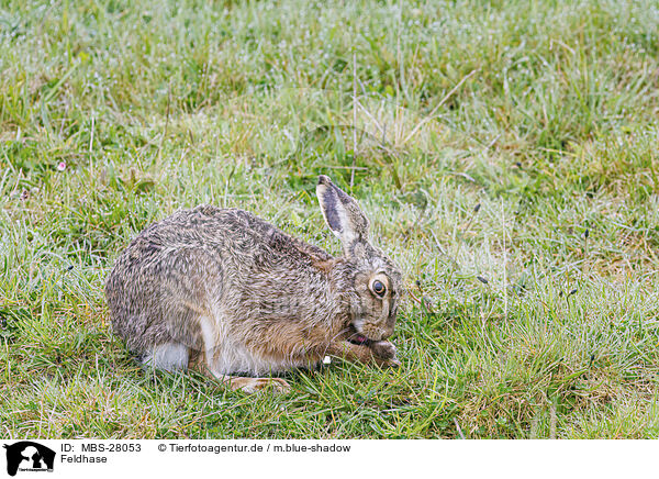 Feldhase / European brown hare / MBS-28053