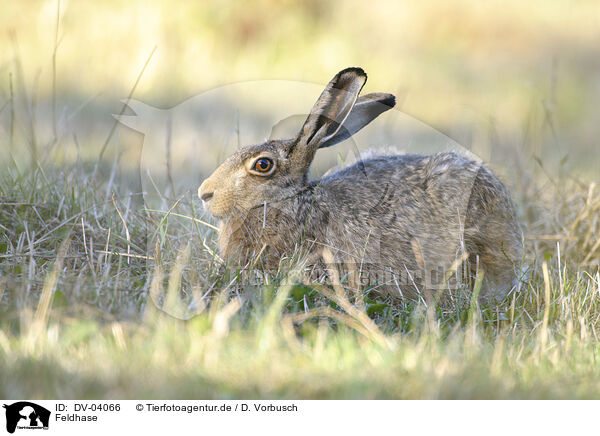 Feldhase / brown hare / DV-04066