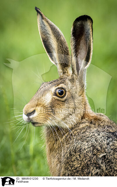 Feldhase / brow hare / MAW-01230