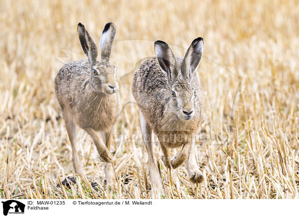 Feldhase / brow hare / MAW-01235