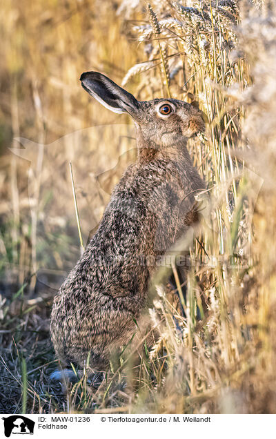 Feldhase / brow hare / MAW-01236