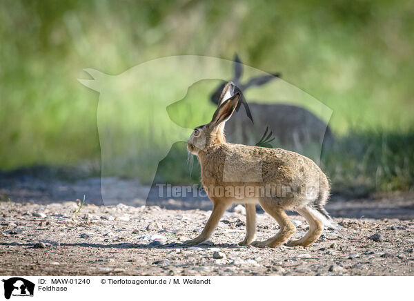 Feldhase / brow hare / MAW-01240