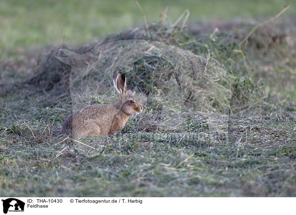 Feldhase / European hare / THA-10430
