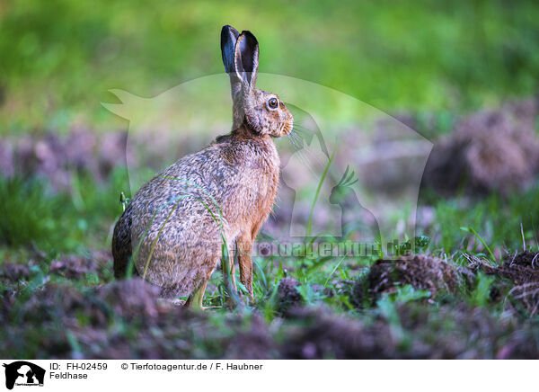Feldhase / brown hare / FH-02459