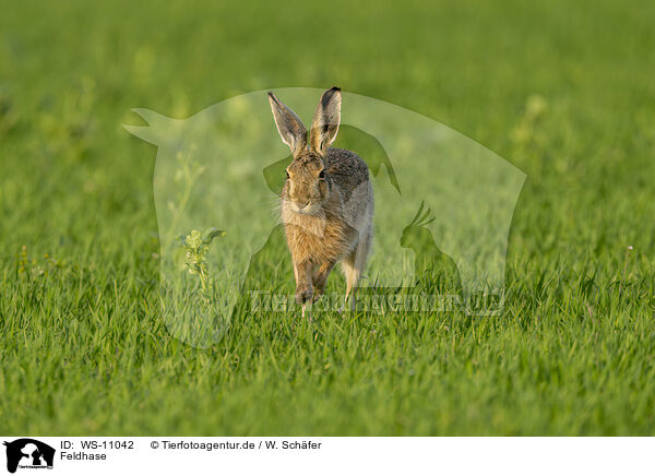 Feldhase / brown hare / WS-11042