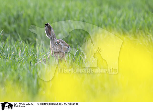 Feldhase / brown hare / MAW-02233