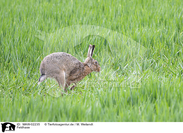 Feldhase / brown hare / MAW-02235