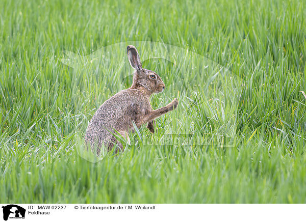 Feldhase / brown hare / MAW-02237