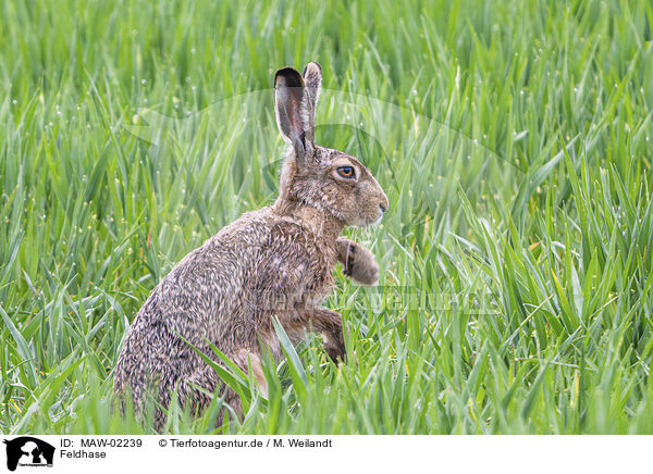 Feldhase / brown hare / MAW-02239